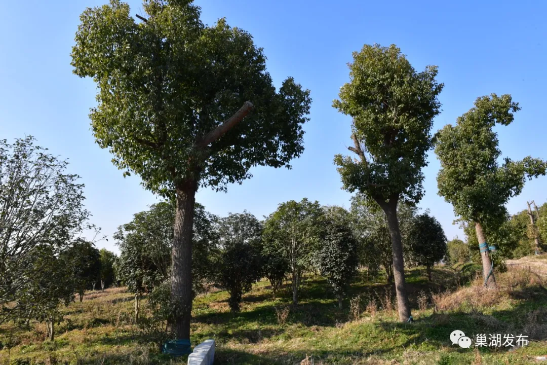 ����ϣ����williamhill(�й�)���Ĺ���